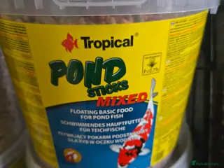 Pond Fish fish Pond sticks and sturgeon foods - Advert 6