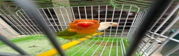 Lovebirds birds for sale: Pair lovebirds - Advert 13