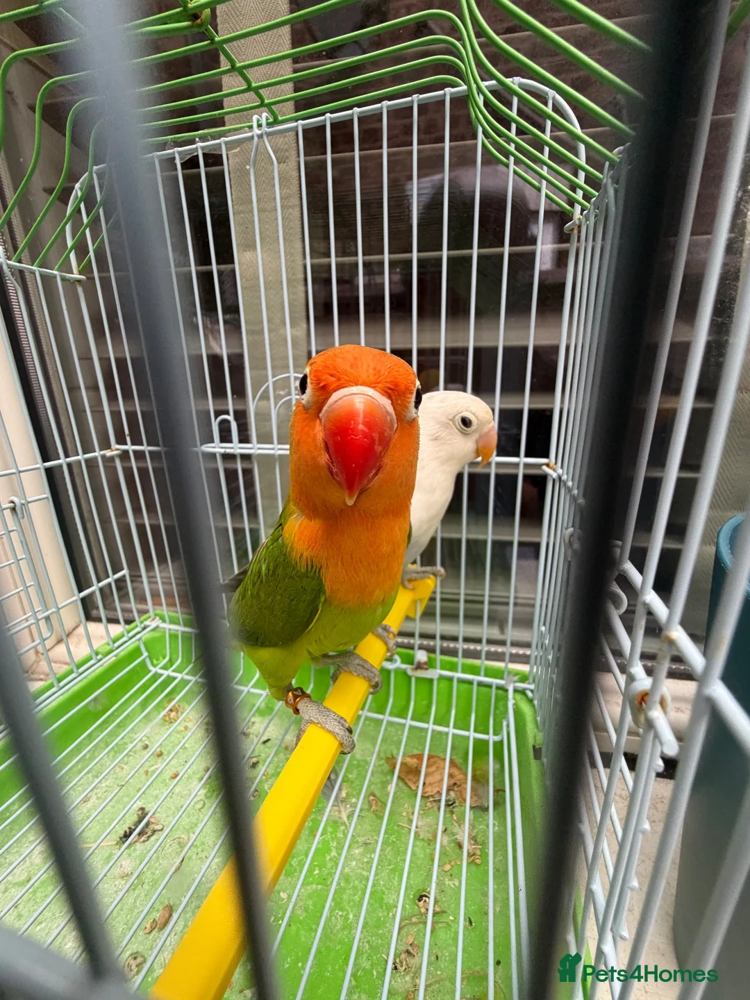 Lovebirds birds for sale: Pair lovebirds - Advert 13