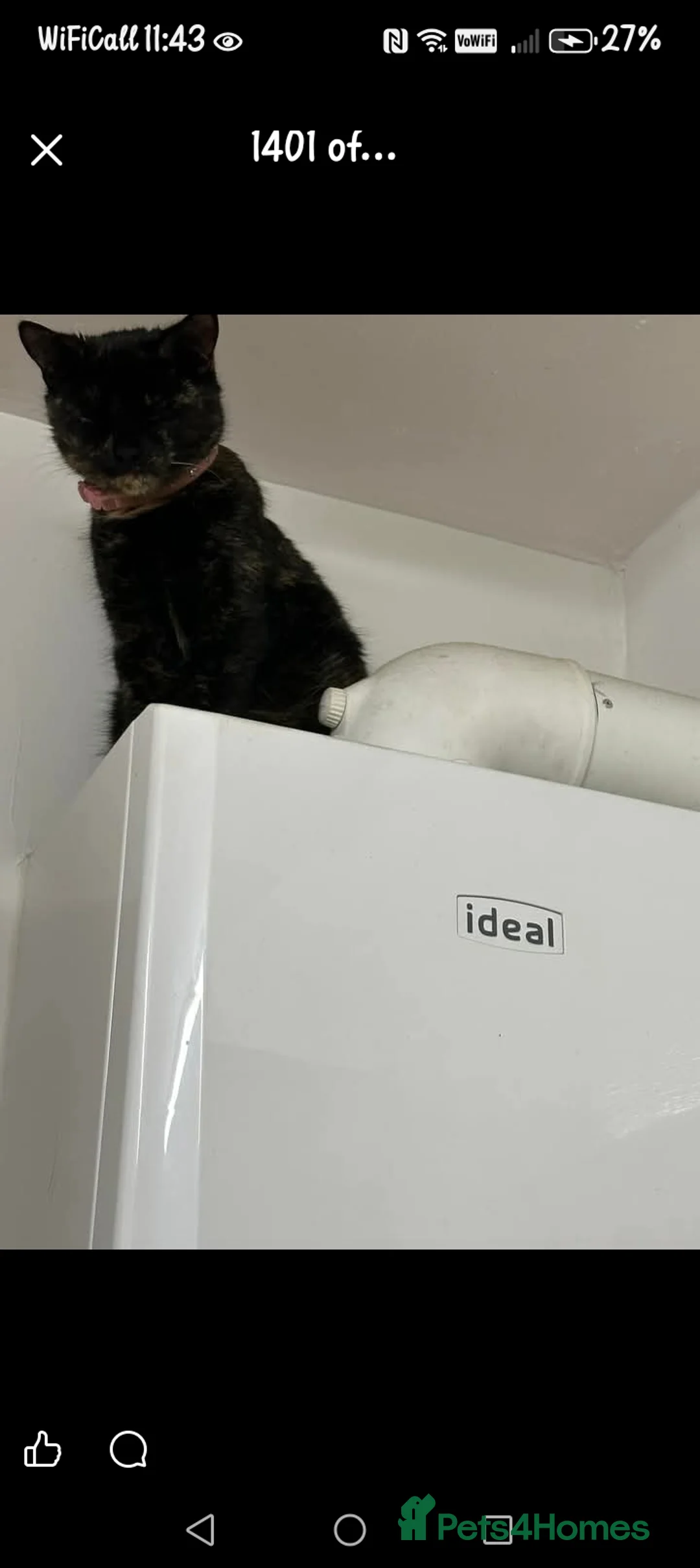 British Shorthair cats for sale: Black cat  - Advert 3