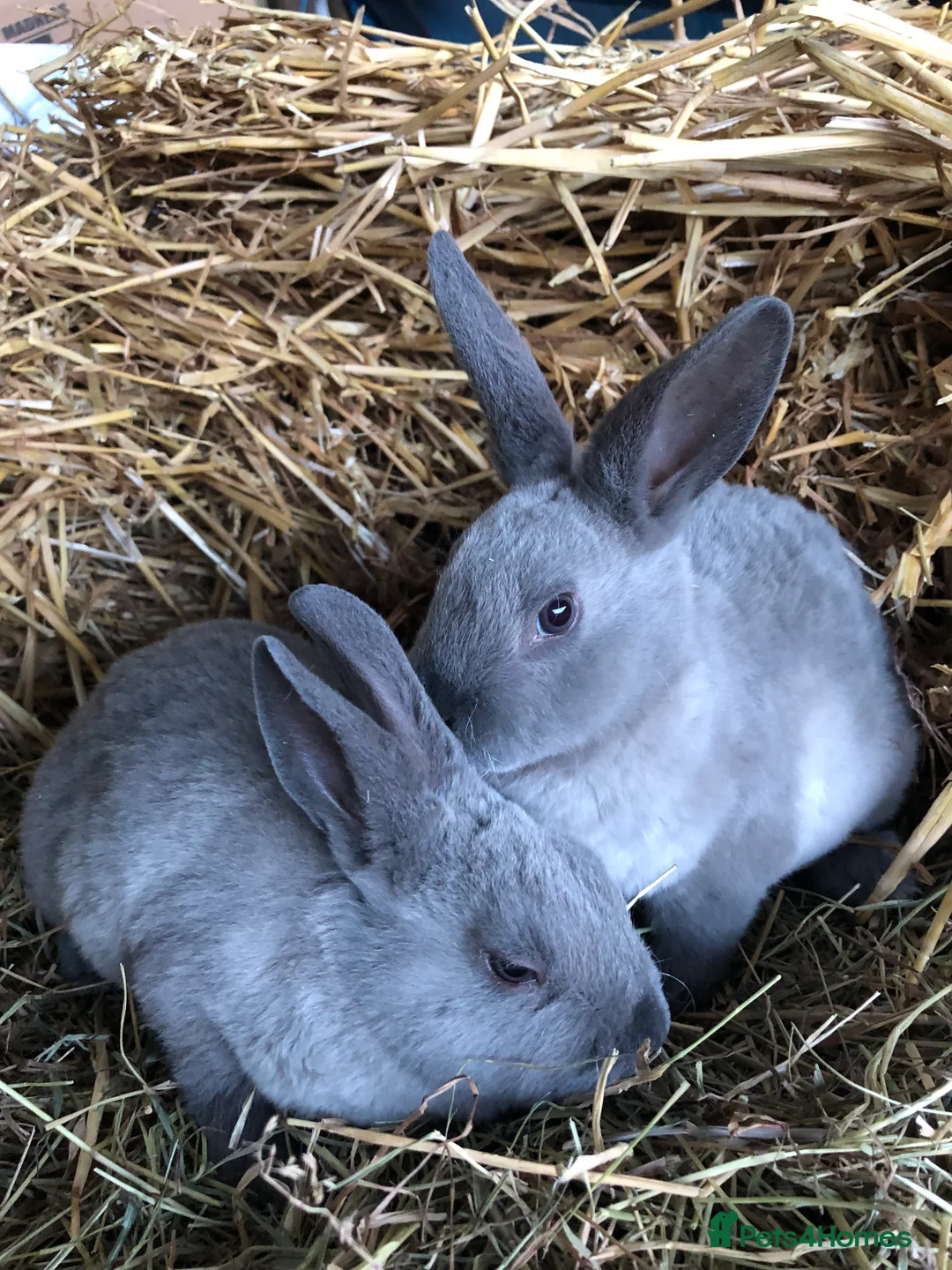 Rex rabbits for sale: Beautiful purebred velvet mini Rex rabbits 🐰🌿 - Advert 2
