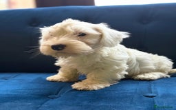 Sealyham Terrier dogs for sale: Stunning KC Litter Of Sealyham Terriers - Image 9