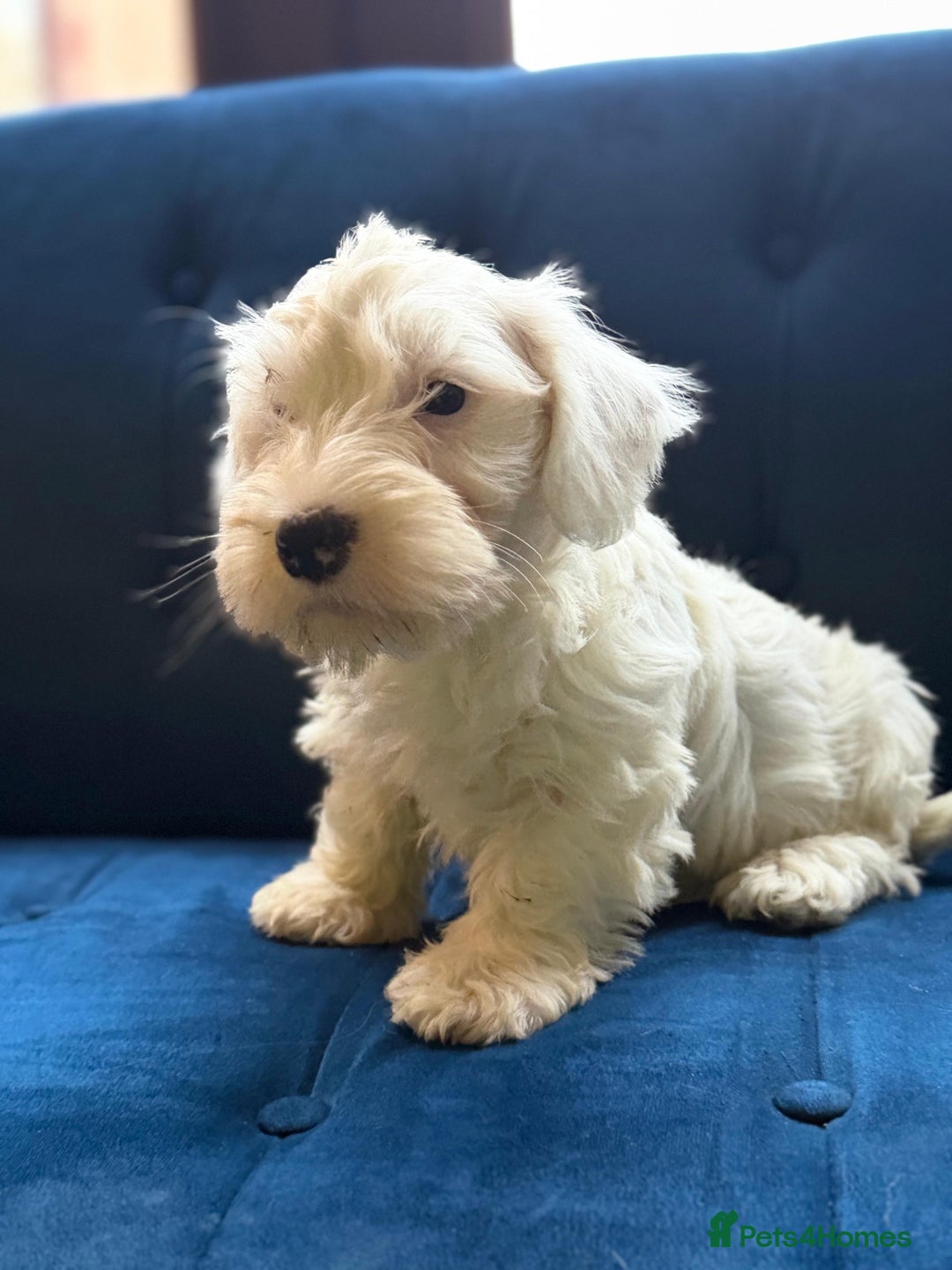 Sealyham Terrier dogs for sale: Stunning KC Litter Of Sealyham Terriers - Image 9