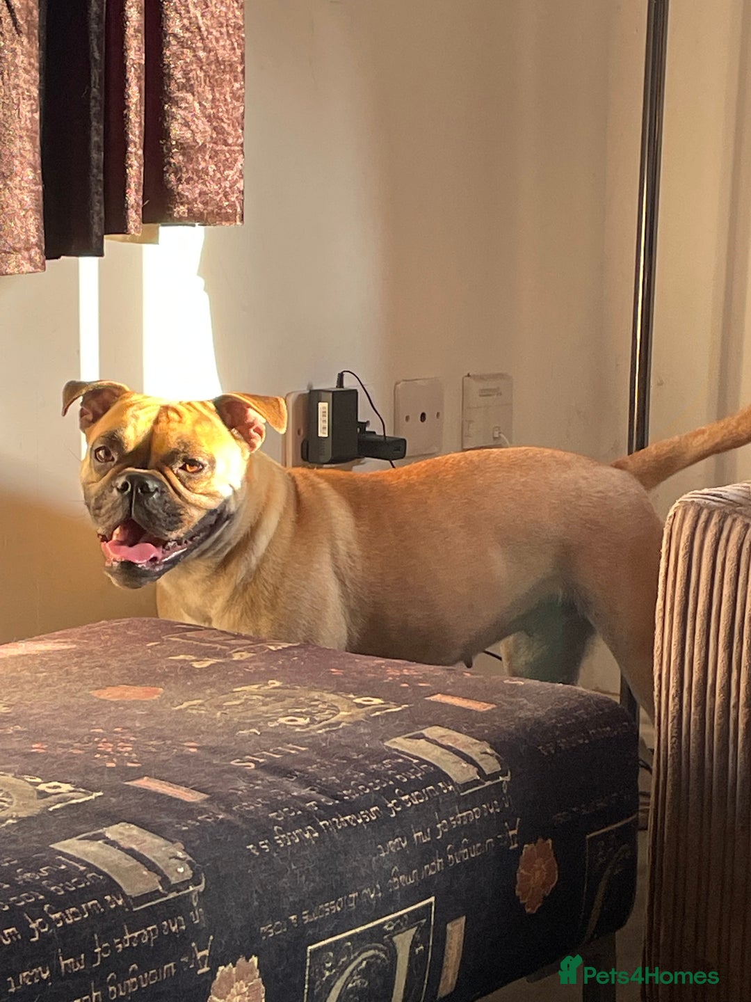 Dorset Olde Tyme Bulldogge dogs for sale: Olde tyme bulldogge puppies - Image 4