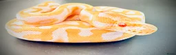 Python Snake reptiles for sale: 1.0 Leo Candy 66% het Pied  - Advert 3