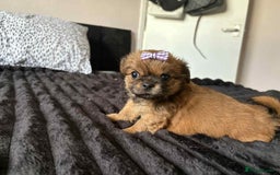 Mixed Breed dogs for sale: Beautiful pups - Image 6