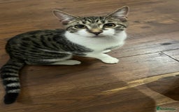 British Shorthair cats for sale: BOY KITTEN FOR SALE - Image 3