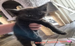 Domestic Shorthair cats for sale: 3 Beautiful kittens  - Image 7
