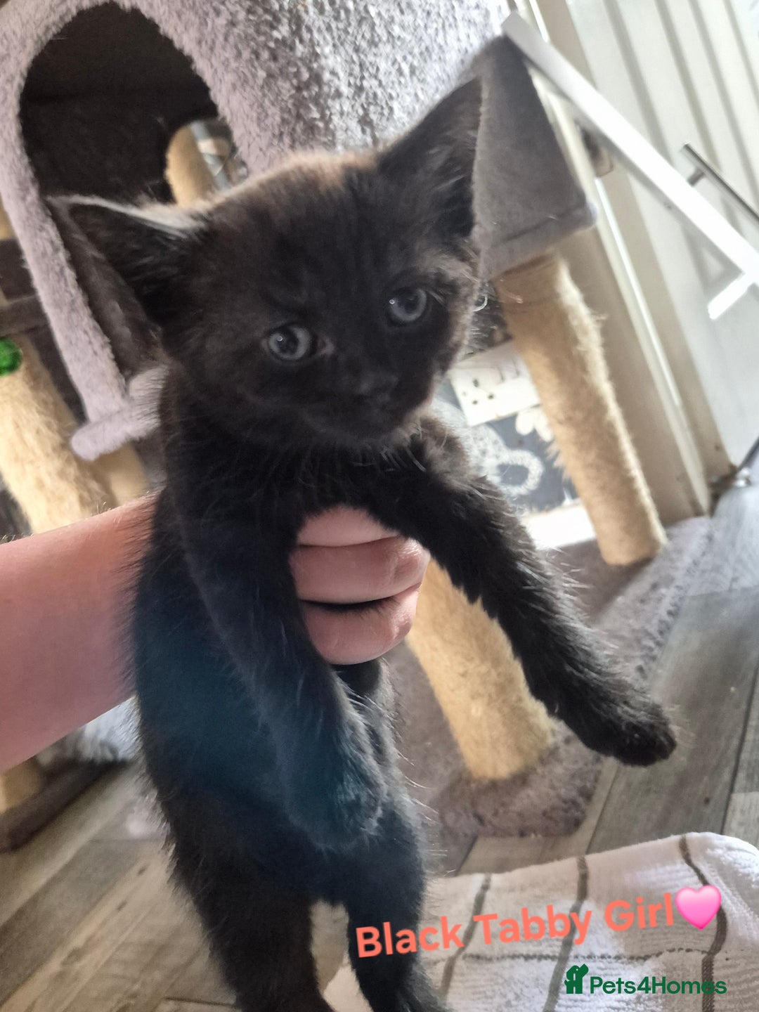Domestic Shorthair cats for sale: 3 Beautiful kittens  - Image 7