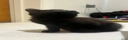 Mixed Breed cats for sale: 😍 3 Adorable Black & Tuxedo Kittens 🐈‍⬛💕 - Advert 28