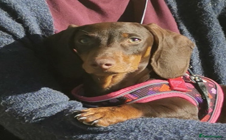 Dachshund dogs - Advert 1