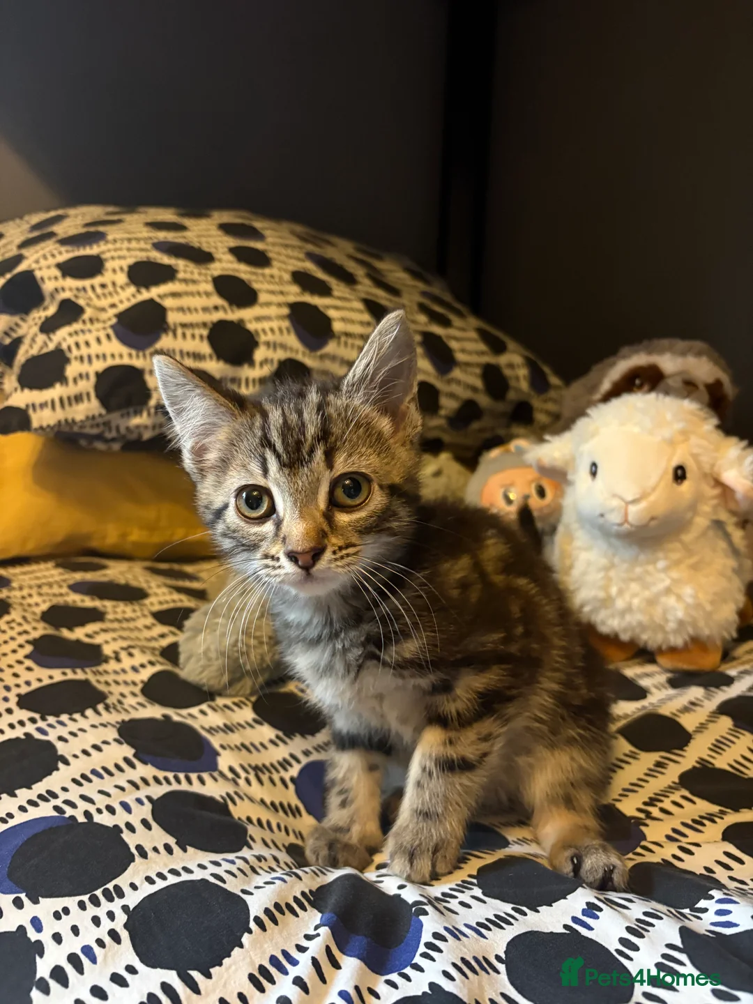 Mixed Breed cats for sale: Beautiful Kittens ready now  - Advert 5