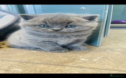 British Shorthair cats for sale: British Short Hair  - Image 4