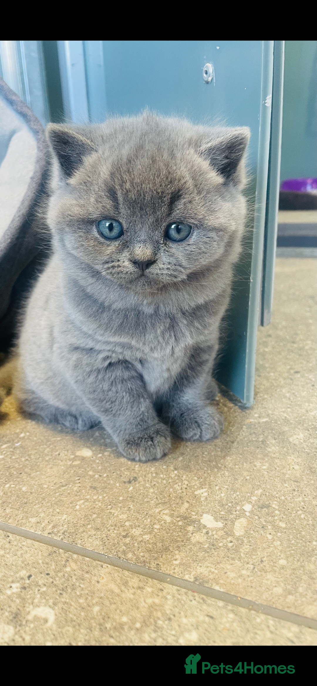 British Shorthair cats for sale: British Short Hair  - Image 4
