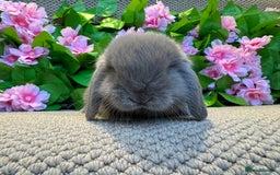 Mini Lop rabbits for sale: 3 mini lops ready to reserve  - Image 4