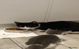 Mixed Breed cats for sale: Kitten's  - Image 9