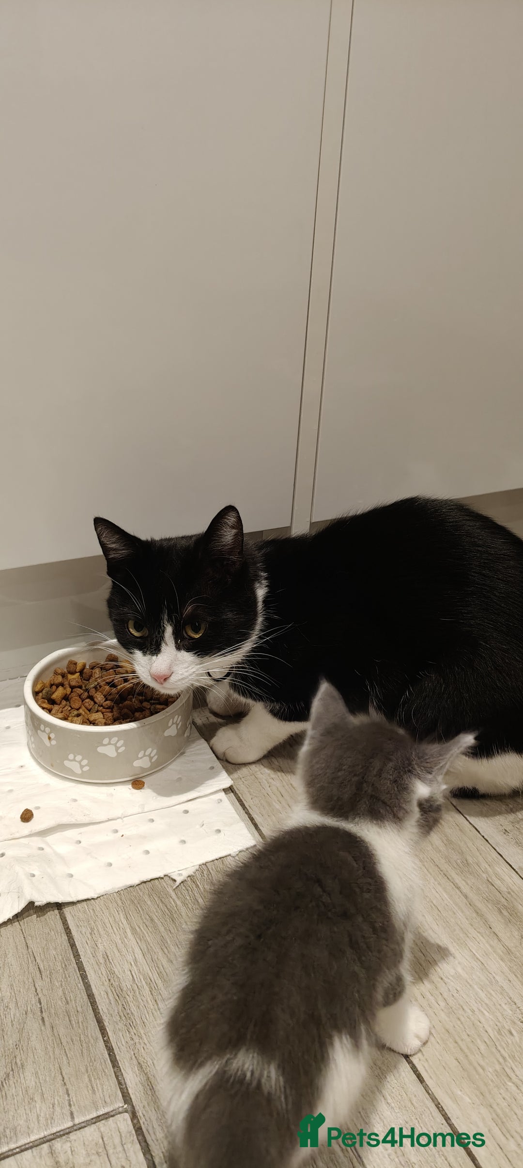 Mixed Breed cats for sale: Kitten's  - Image 9