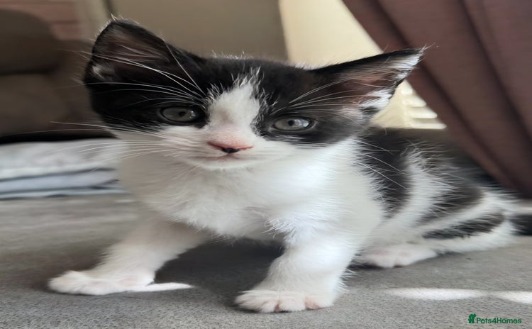 Mixed Breed cats in Manchester - Advert 7