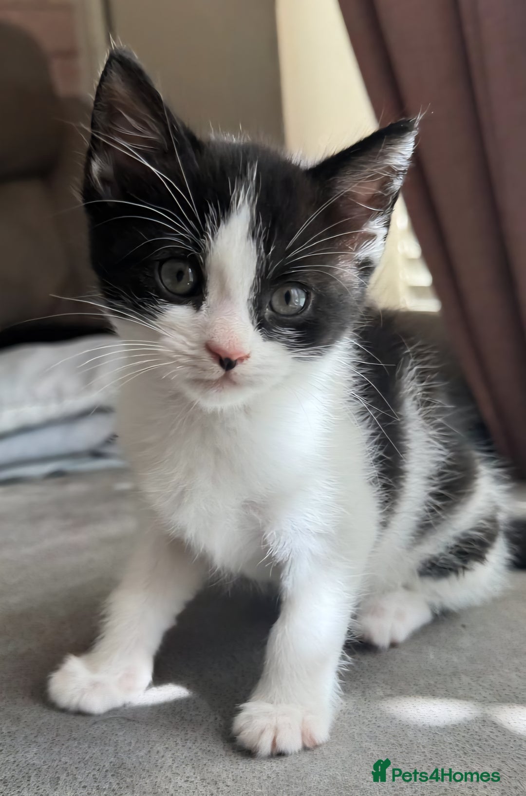 Mixed Breed cats for sale: Beautiful kittens ready to move their lovely homes in Manchester - Image 1