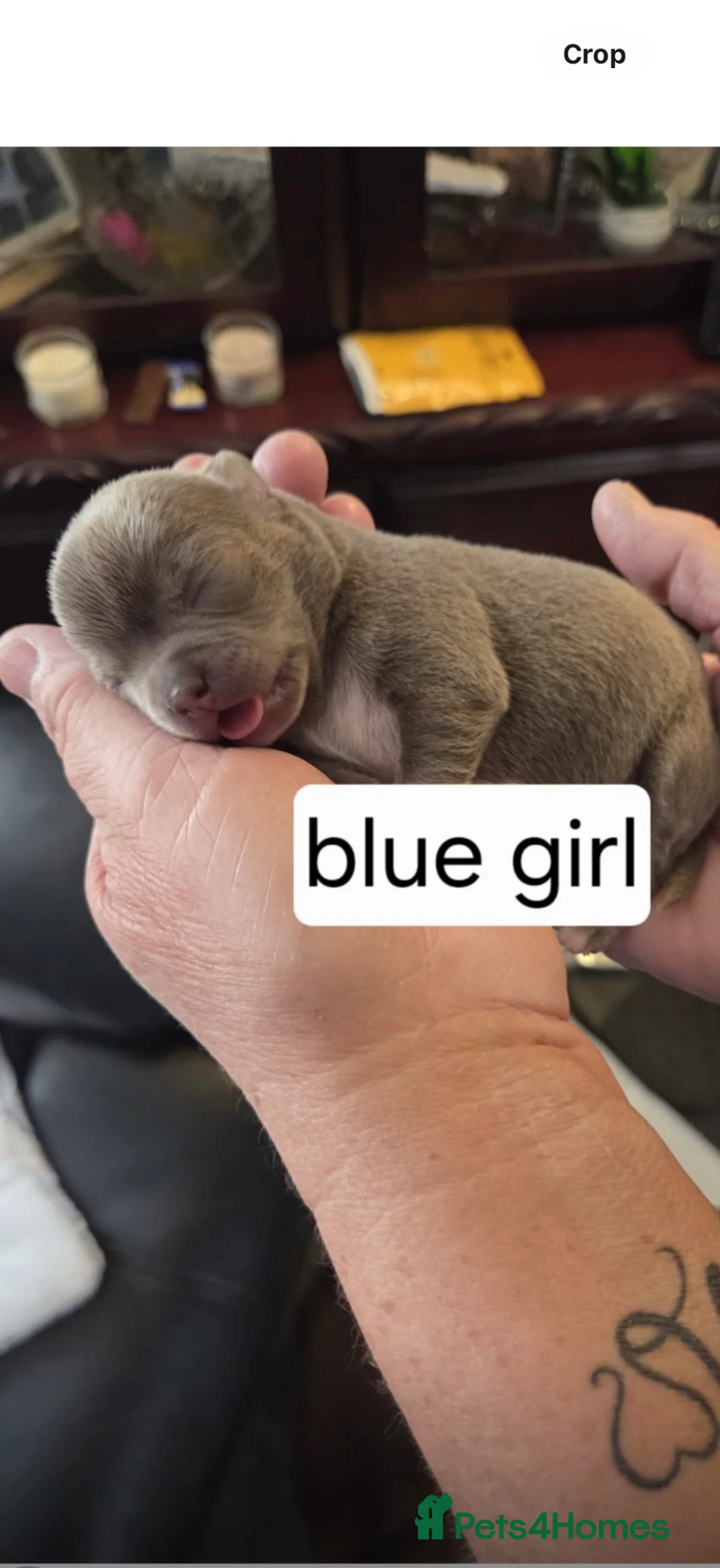 Chihuahua dogs for sale: Chihuahua puppies  in West Bromwich - Advert 18