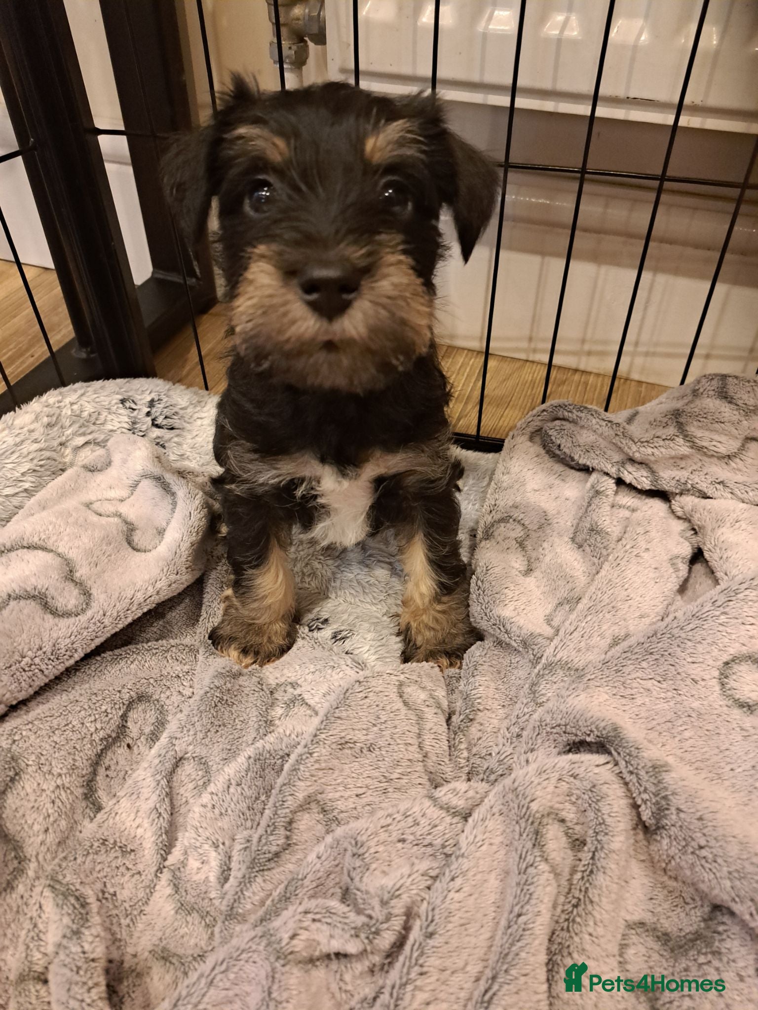Miniature Schnauzer dogs Beautiful Miniature schnauzer Litter - Advert 3