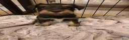 Miniature Schnauzer dogs for sale: BVA and MAC clear Beautiful Miniature schnauzers - Advert 1
