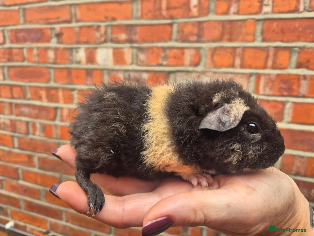 Guinea Pig rodents for sale: Various age piggies for sale - Advert 2