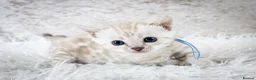 Bengal cats for sale: Stunning Silver Snow ❄️ Bengal Kittens  - Advert 15