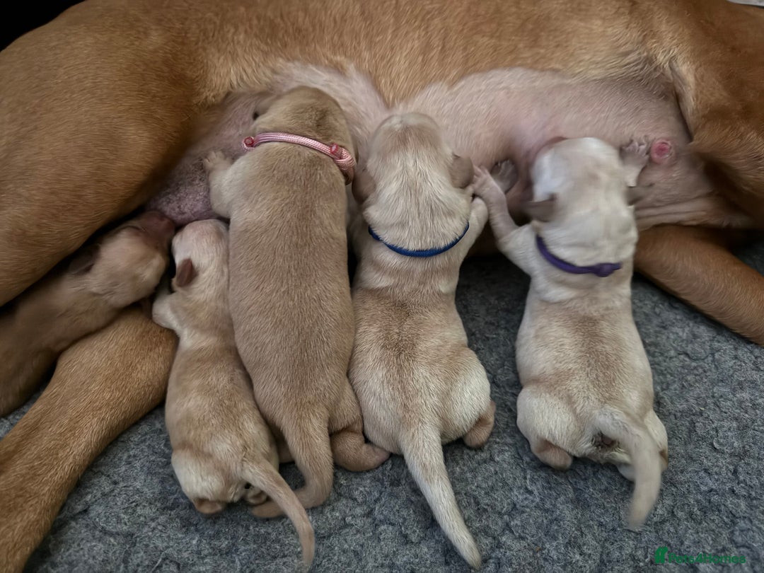 Labrador Retriever dogs for sale: Home bred working Labrador puppies - Image 5