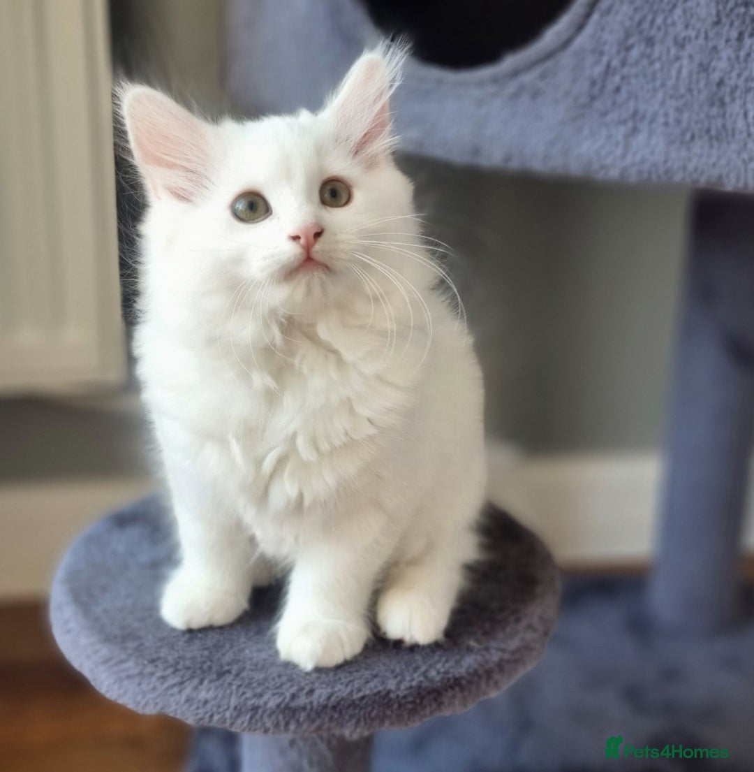 Mixed Breed cats for sale: Cute kittens - Image 9