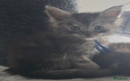 Maine Coon cats for sale: Maine Coon Kittens - Image 13