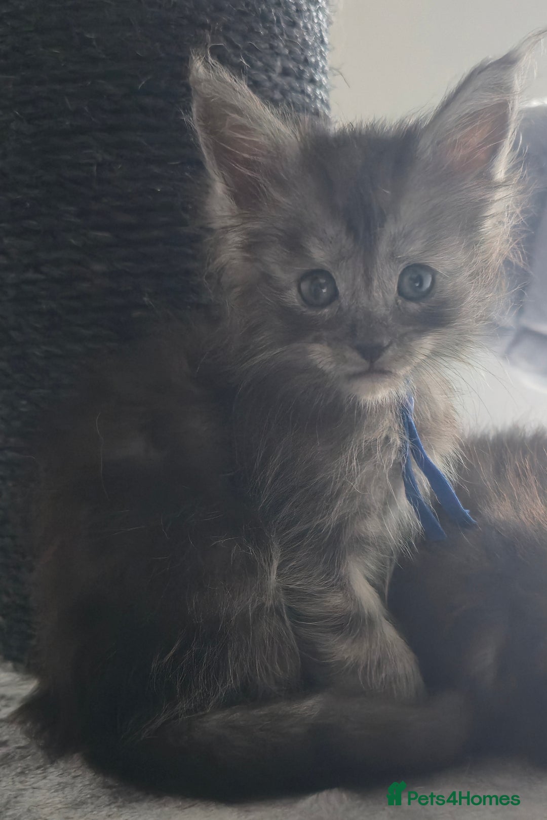 Maine Coon cats for sale: Maine Coon Kittens - Image 13