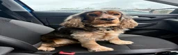 Cocker Spaniel dogs for stud: MALE COCKER SPANIEL STUD - Advert 8