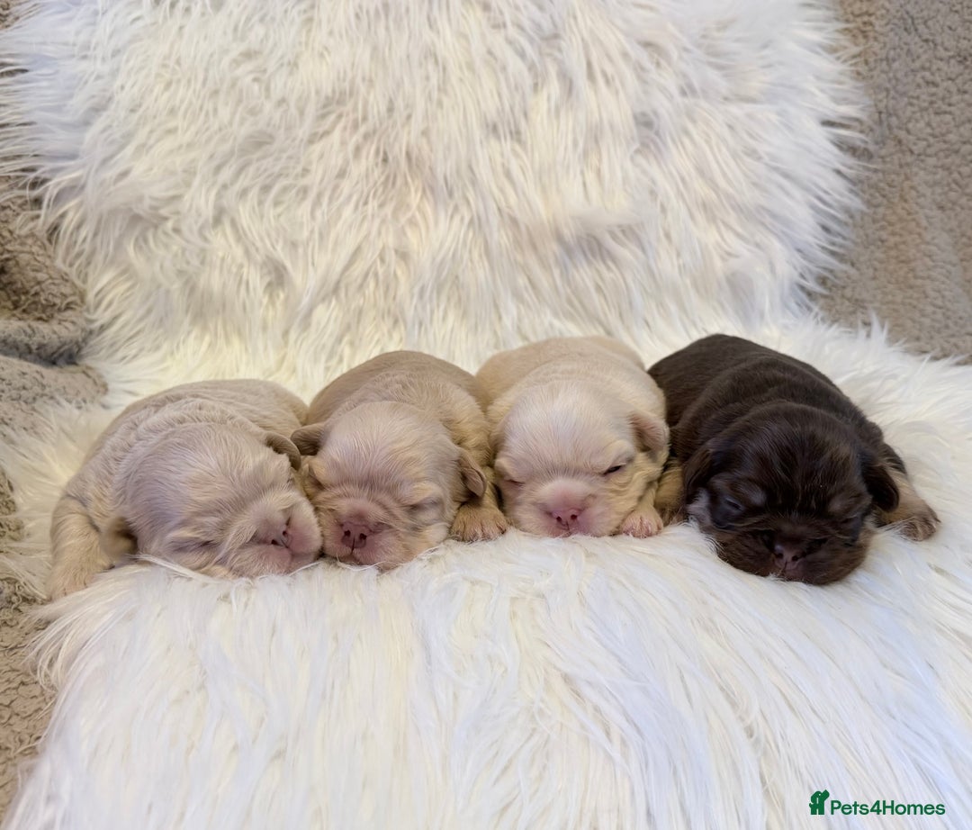 French Bulldog dogs for sale: 🔥Outstanding Quality Fluffy Frenchies🔥 - Advert 1