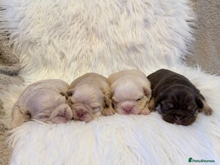 French Bulldog dogs 🔥Outstanding Quality Fluffy Frenchies🔥 - Advert 16