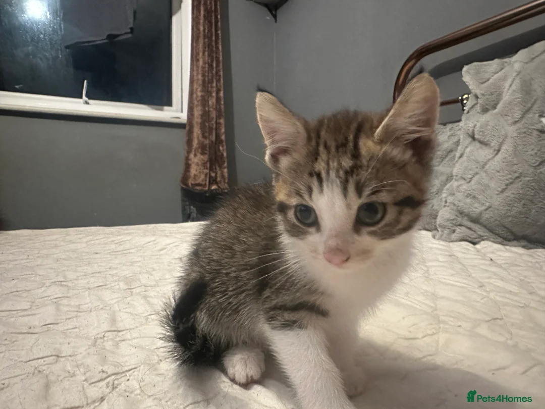 Mixed Breed cats for sale: 2 tabby kittens 🐱  - Advert 2