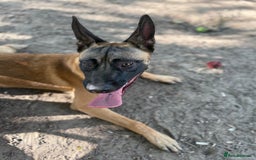 Belgian Shepherd Dog dogs for sale: Rocky - 9 month old Belgian Malinois - Image 5