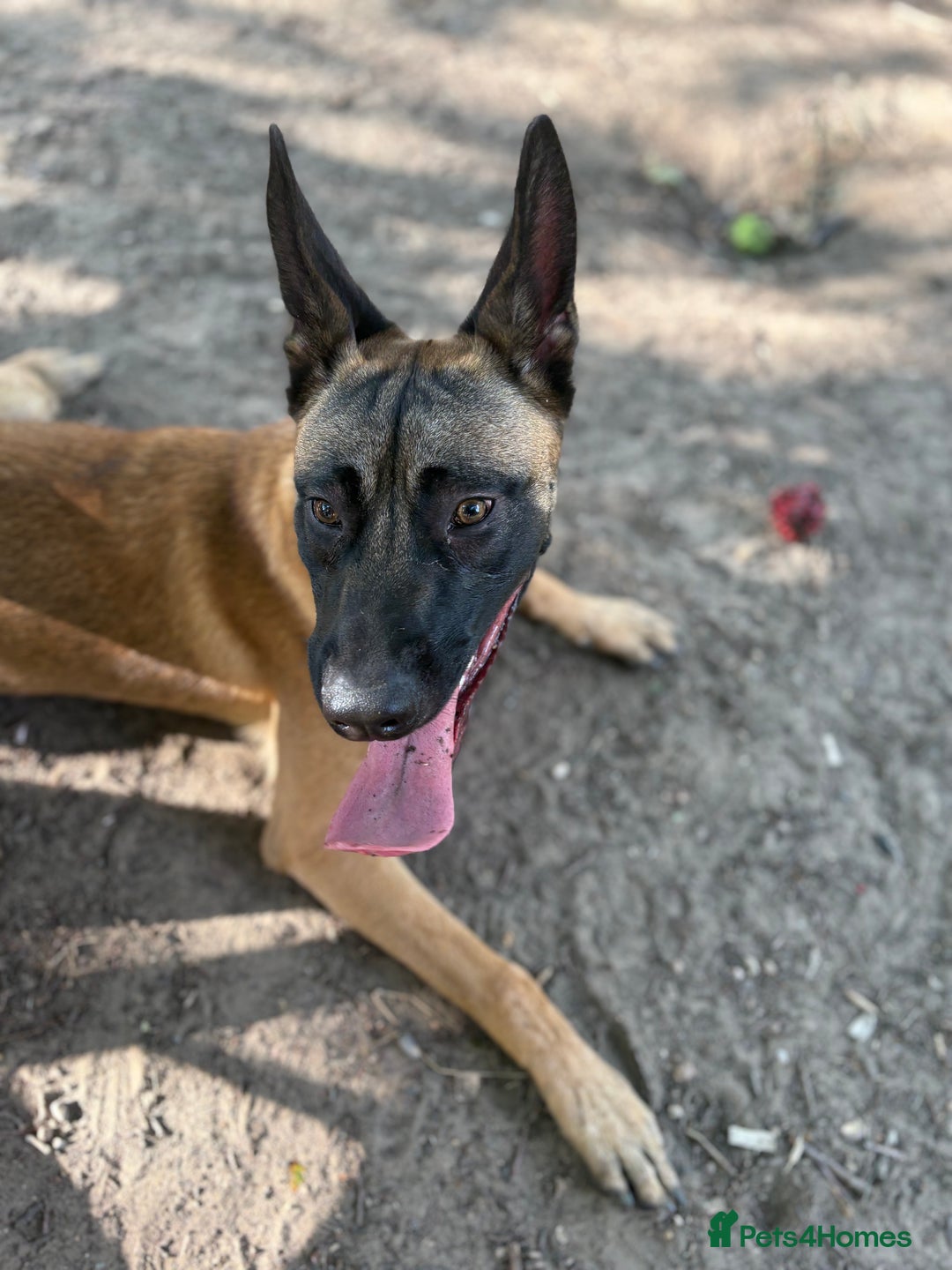 Belgian Shepherd Dog dogs for sale: Rocky - 9 month old Belgian Malinois - Image 5