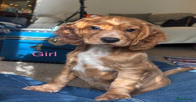 Cocker Spaniel dogs - Advert 10
