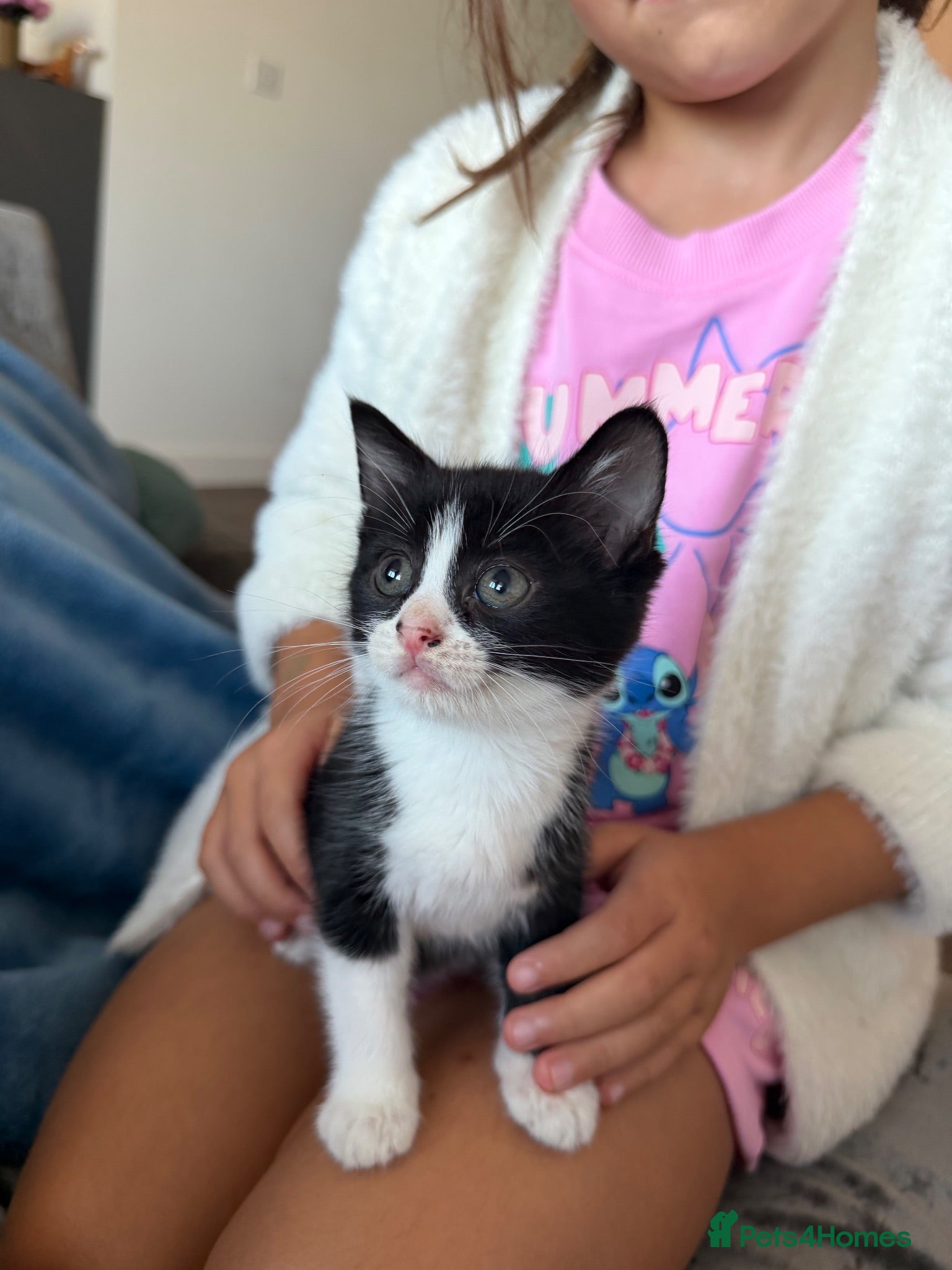 Mixed Breed cats Gorgeous Kittens Looking for  Homes 🐾 - Advert 1