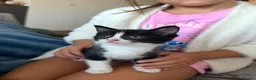 Mixed Breed cats for sale: Gorgeous Kittens Looking for  Homes 🐾 in Feltham - Advert 1