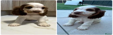 Cocker Spaniel Puppy 2