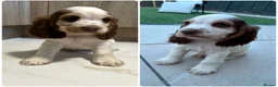 Cocker Spaniel dogs for sale: 🐾STUNNING KC REGISTERED SHOW COCKERS🐾 - Advert 8