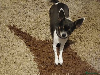 Chihuahua dogs Chiuhuha - Advert 8