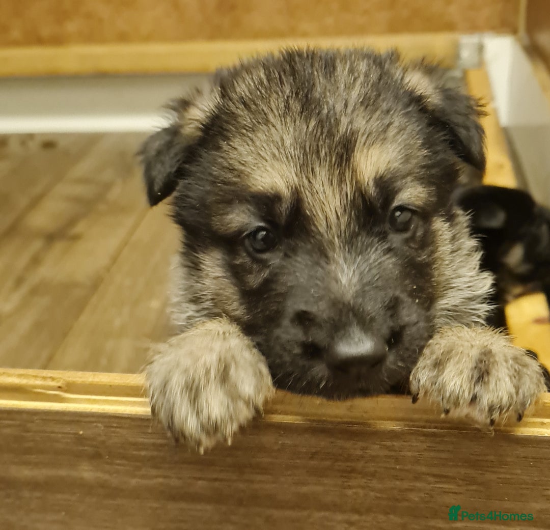 German Shepherd dogs for sale: German Shepherd Puppies For Sale - Image 4