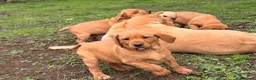 Labrador Retriever dogs for sale: Labrador puppies  - Advert 11