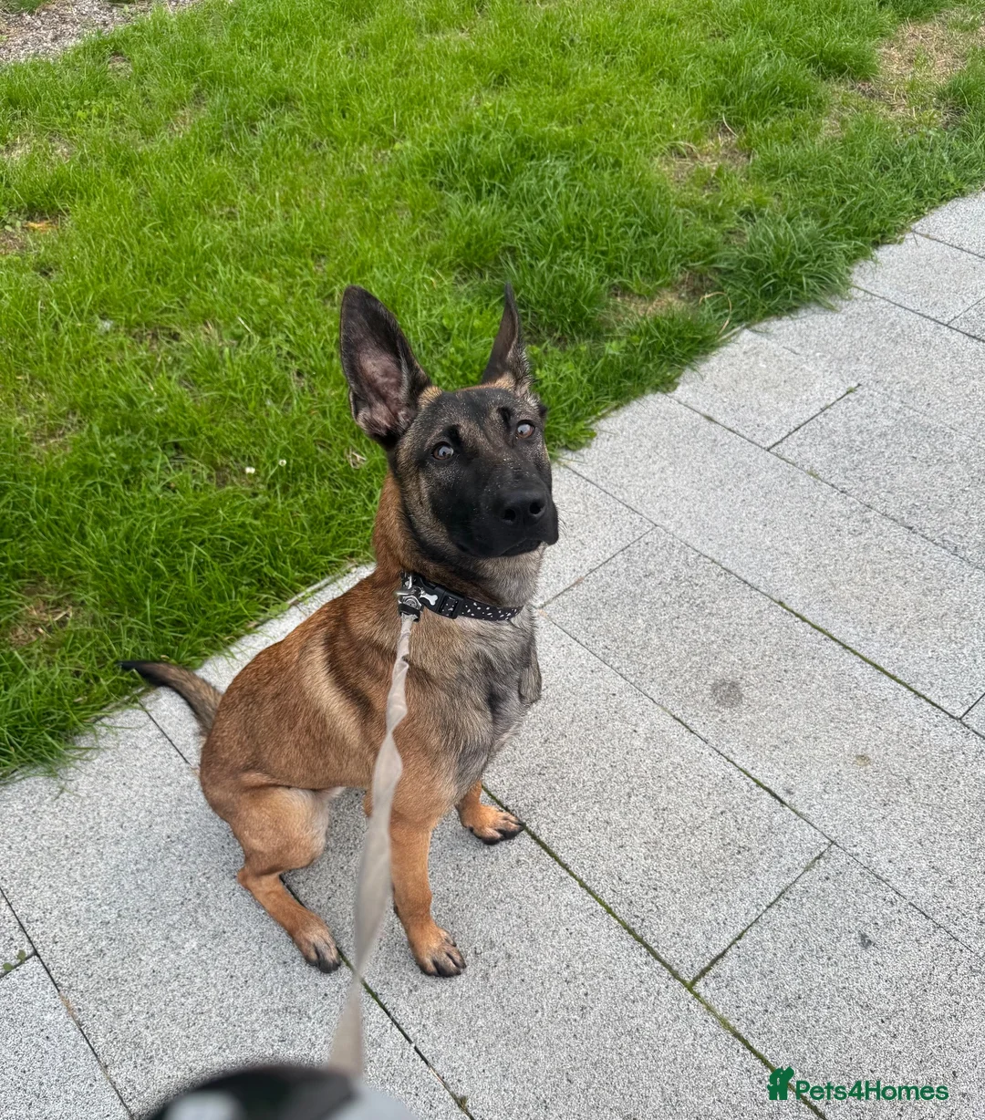 Belgian Shepherd Dog dogs for sale: 9 month old belgium malinois - Advert 1
