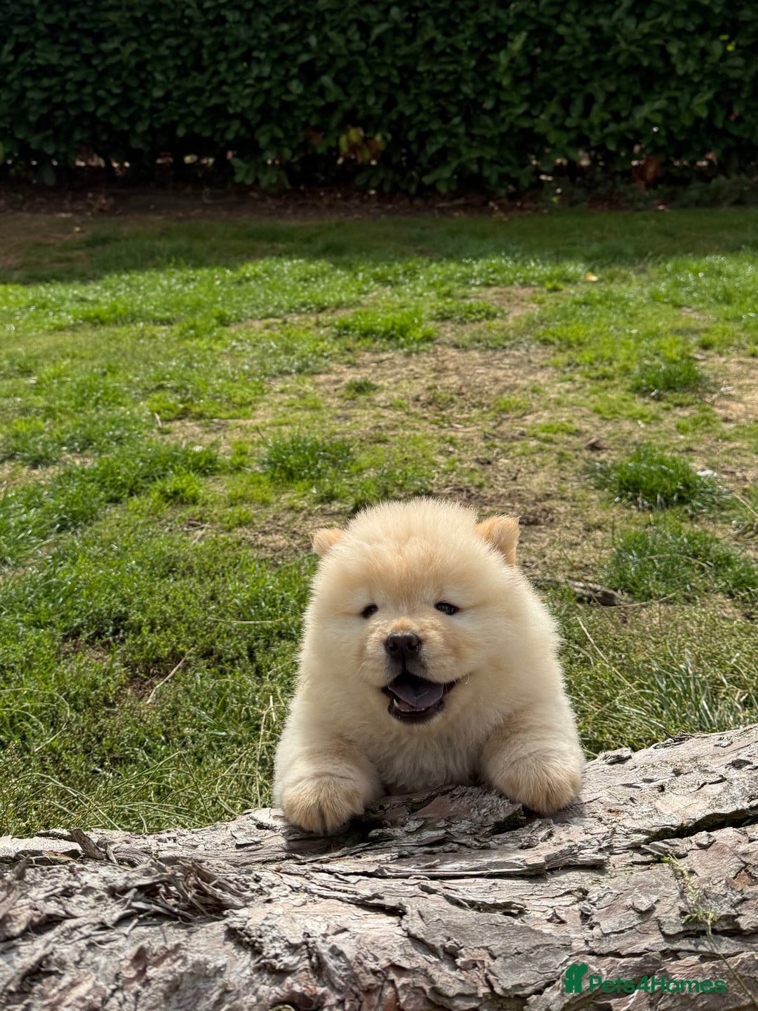 Chow Chow dogs for sale: SHOW QUALITY KC REGISTERED CHOW CHOW PUPPIES - Image 7