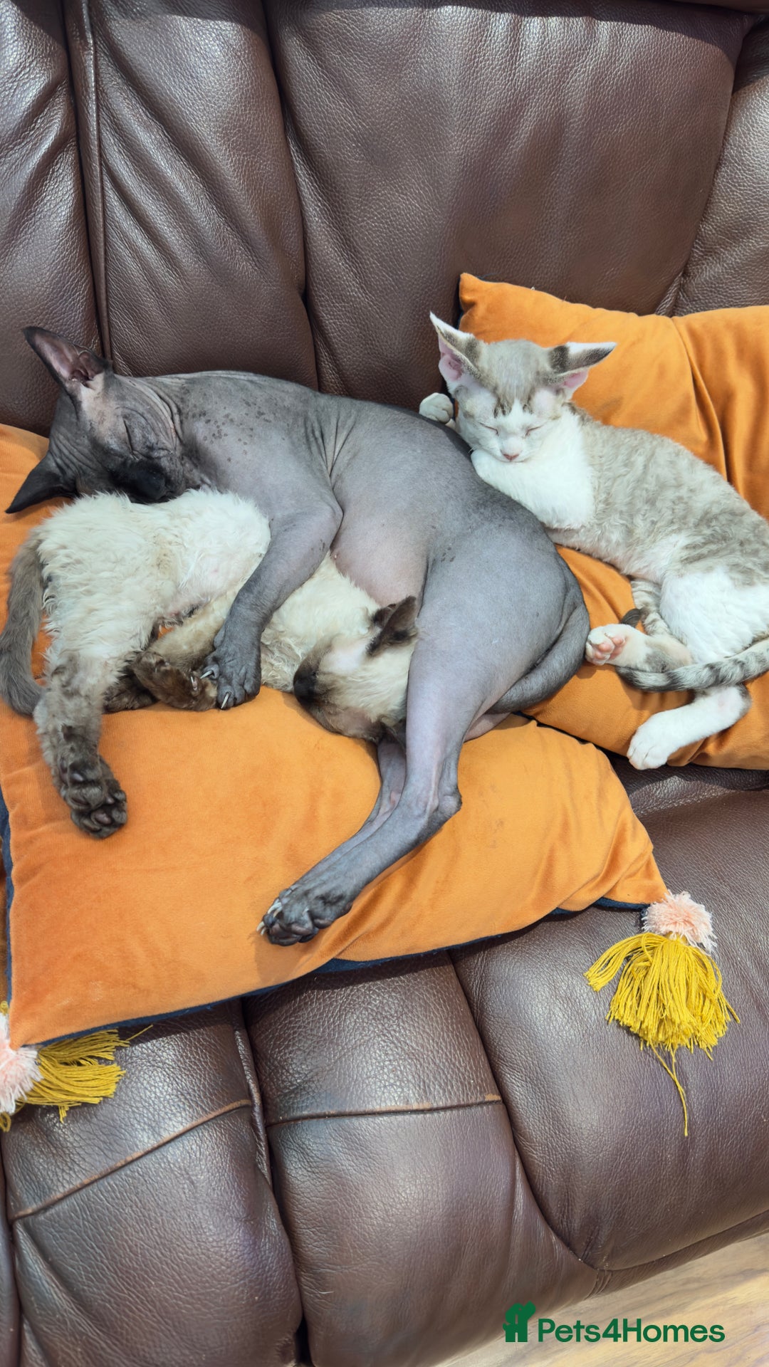 Devon Rex cats for sale: Fantastic quality GCCF boy  - Image 7