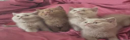 British Shorthair cats for sale: 🐾TICA REG BEAUTIFUL BSH 🐾   - Advert 22
